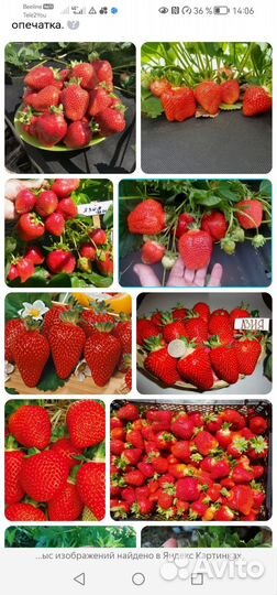 Рассада клубники 