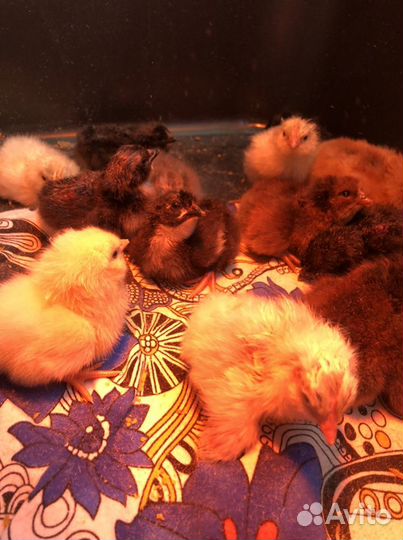 Цыплята домашних кур несушек