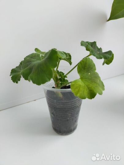 Пеларгонии Династия даджи, Вива Розита