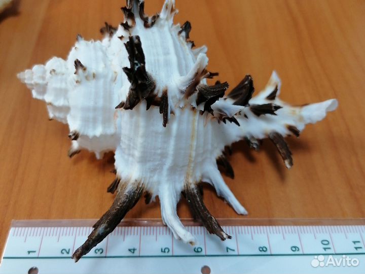 Морские ракушки раковины большие