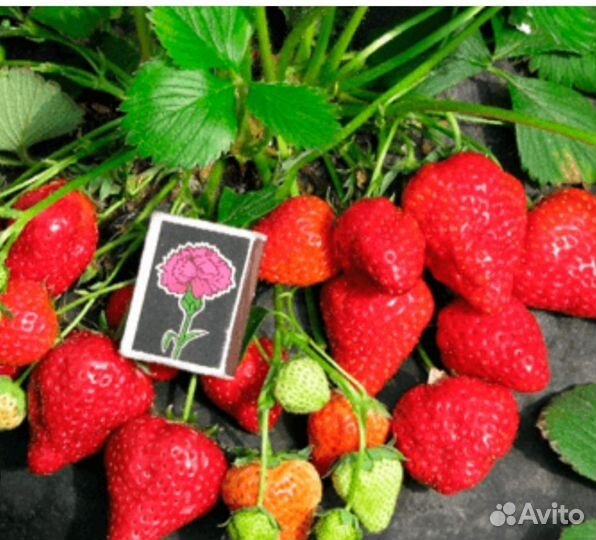 Клубника Альбион