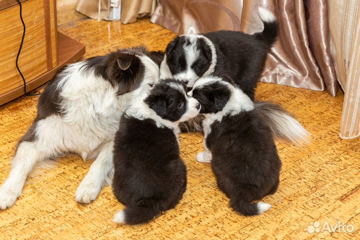 Продаю щенков бордер колли