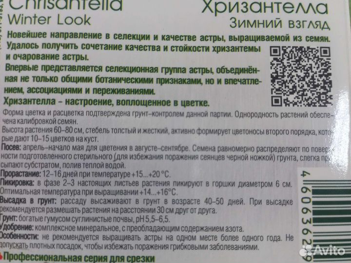 Астра китайская- хризантелла, рассада