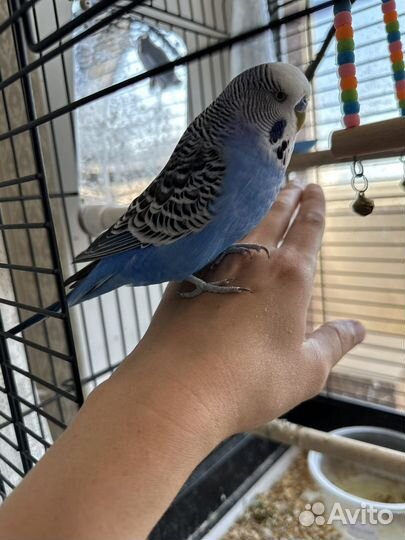 Попугай ввп чех волнистый выставочный с клеткой