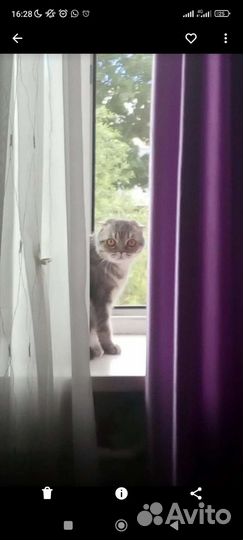 Домашние животные в дар