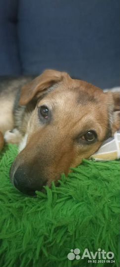 Собака в добрые руки