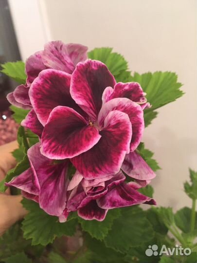 Пеларгония герань