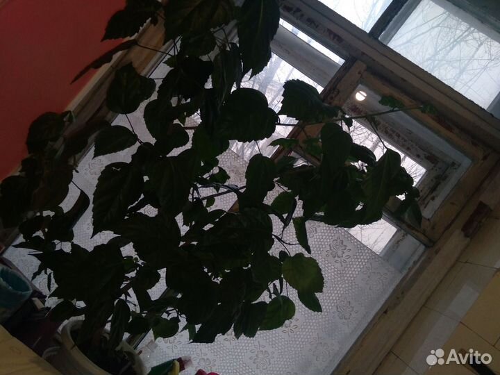 Отростки фокуса и гибискуса срез