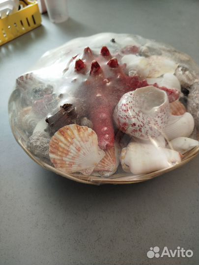 Морские ракушки набор