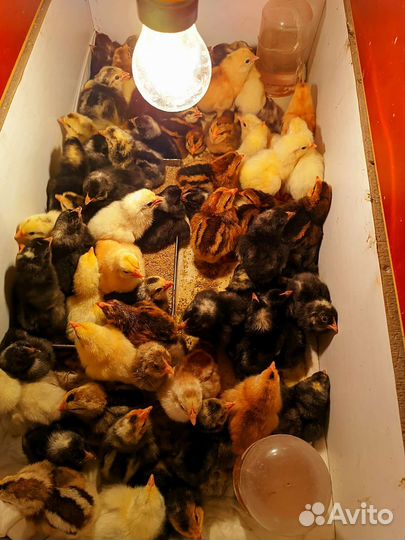 Цыплята мясояичного направления, пасхальное яйцо