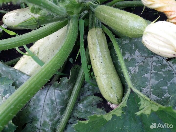 Кабачки Сегодня Помидоры