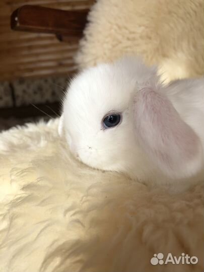 Вислоухие карликовые кролики