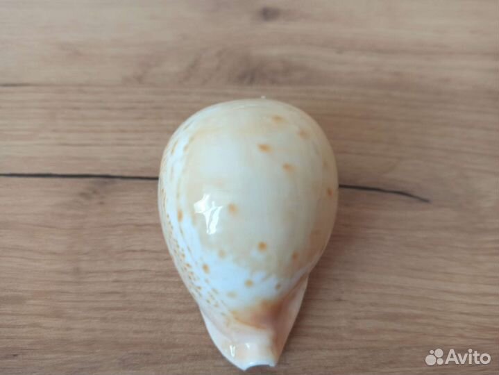Морская раковина