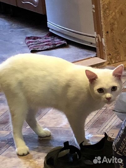 Отдам кота в добрые руки