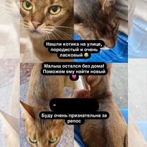 Породистая кошка в добрые руки