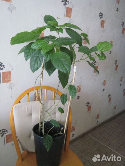 Клepoдeндрум Toмпcaнa