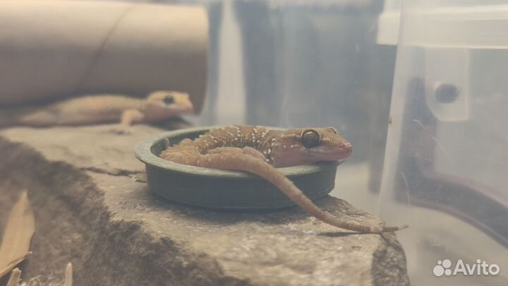 Полупалый геккон триедрус