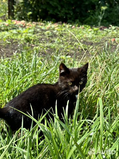 Котята ищут дом