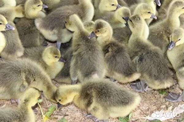 Гусята серые и подрощенные цыплята