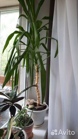 Пальма юкка