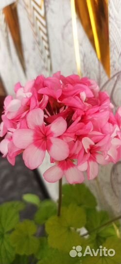 Комнатные растения цветы