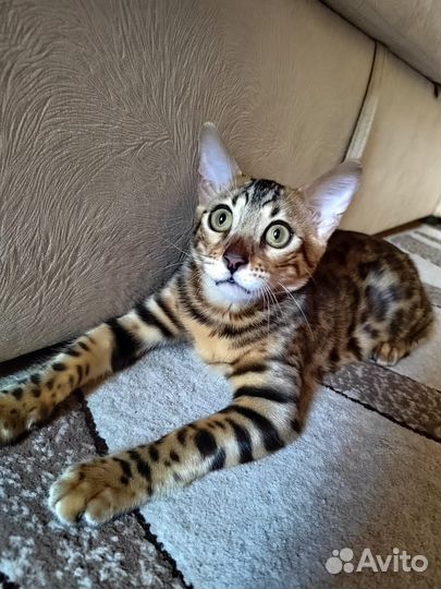 Бенгальский котик