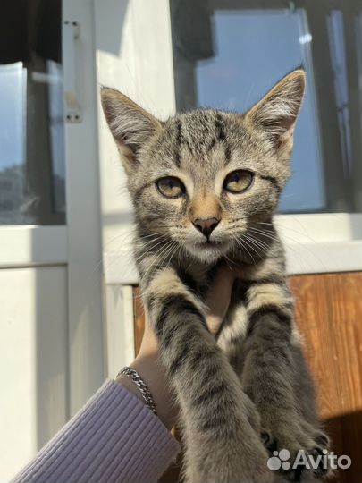 Котёнок бесплатно