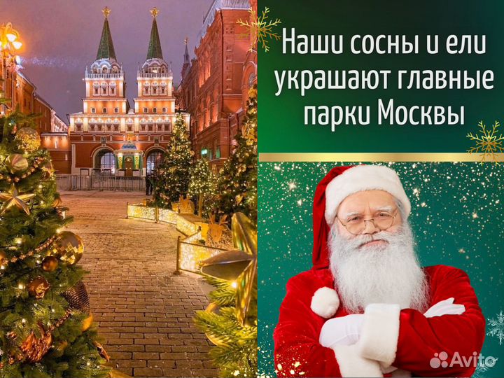 Живые елки оптом Ели оптом от производителя