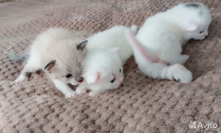Котята