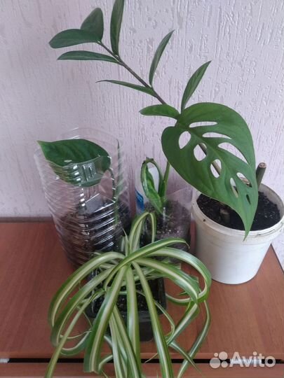 Хлорофитум кудрявый, доллоровое дерево, монстера