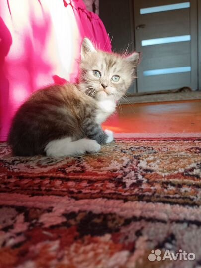 Котята в добрые руки бесплатно мальчик