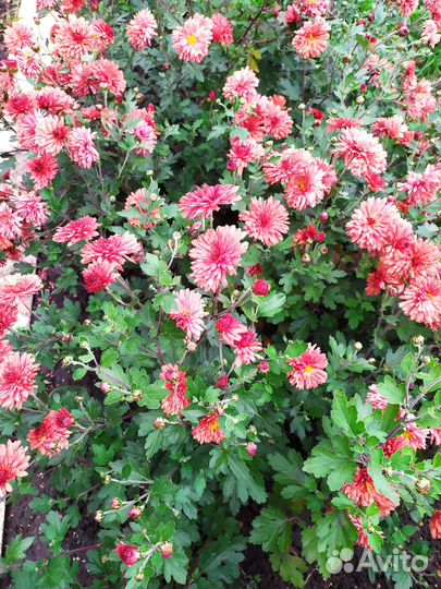 Хризантема корейская