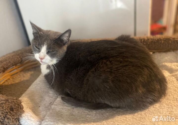 Прекрасные котята ищут дом