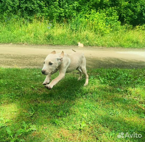 Щенки американского питбультерьера