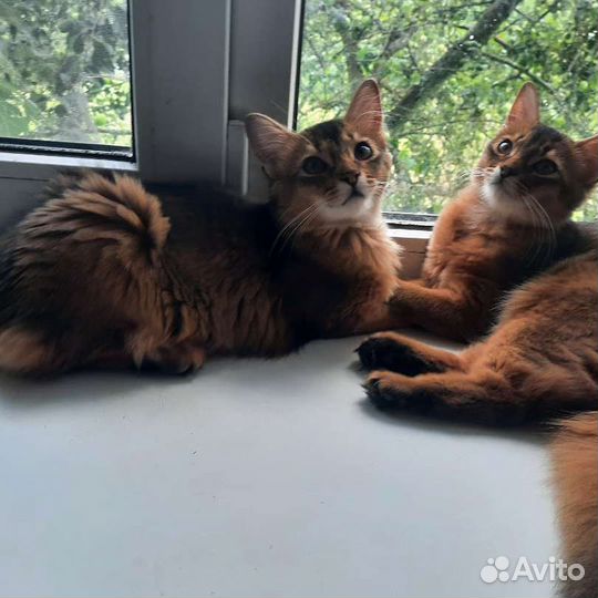 Кошка