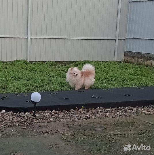 Шпиц девочка