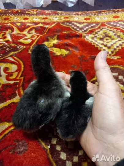 Цыплята джерсийский гигант