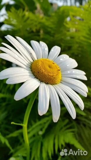 Ромашка на срез