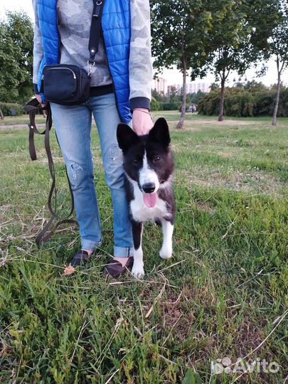 Умный и красивый пёс-подросток