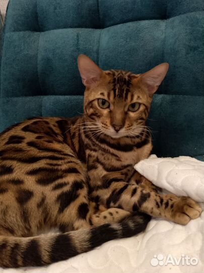 Бенгальский кот
