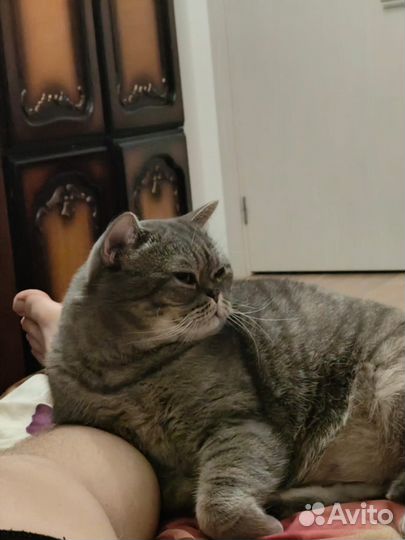 Отдам кота в хорошие руки