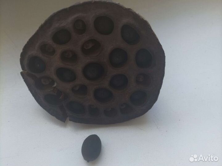 Семена лотоса