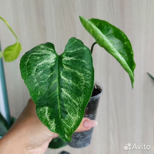 Сингониумы