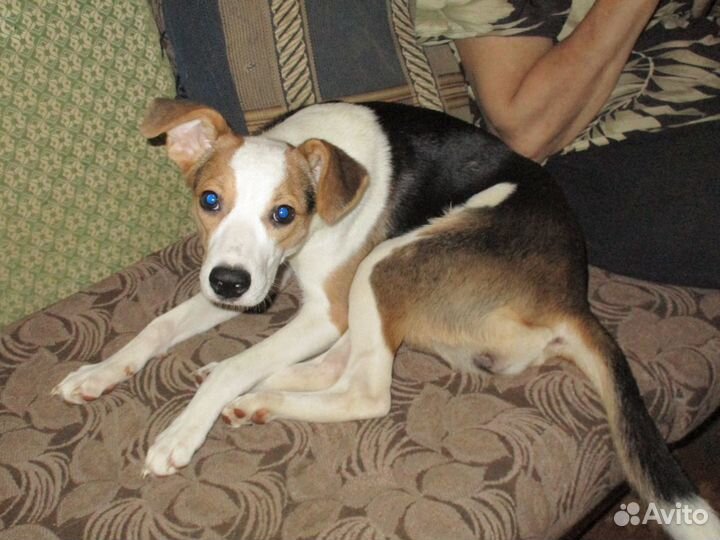 Щенок.Девочка в частный дом