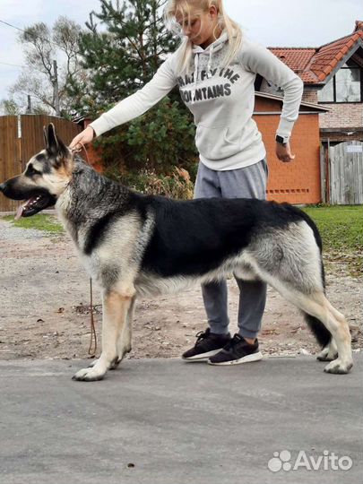 Кобель вео для вязки