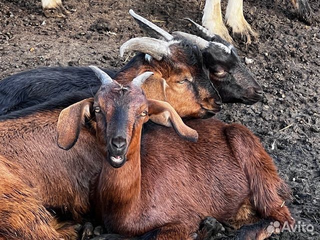 Молодые Козы