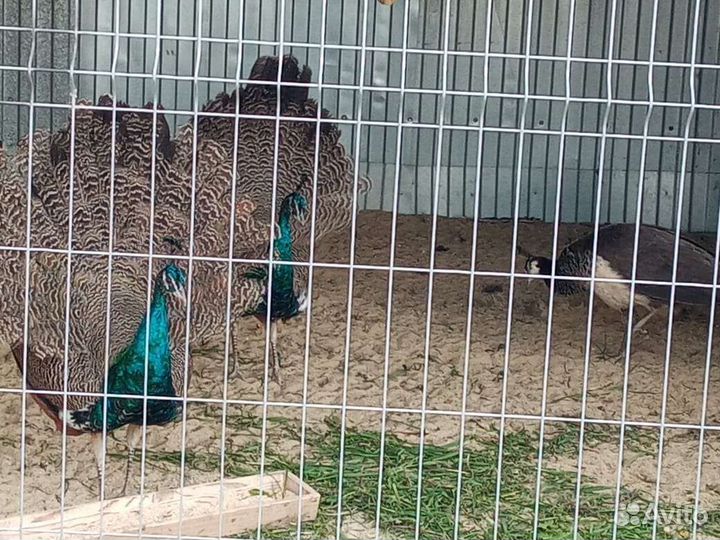 Птицы павлин