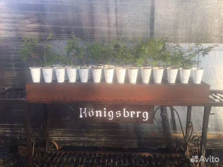 Туи Брабант