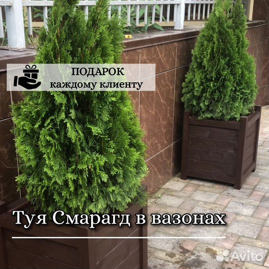 Туя Смарагд в вазонах