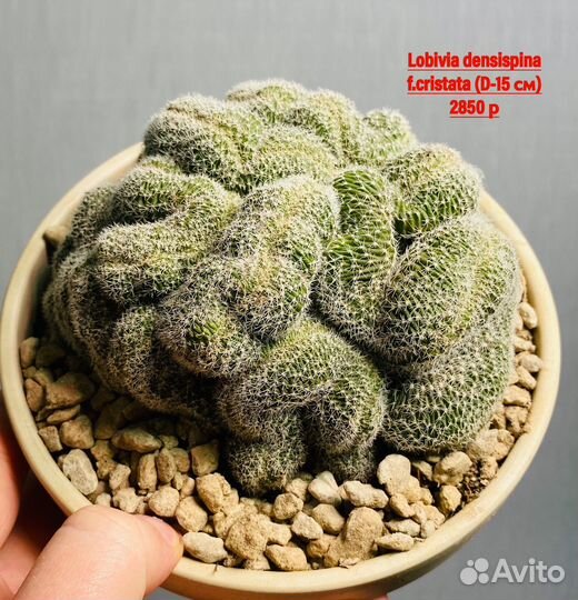 Большой выбор кактусов